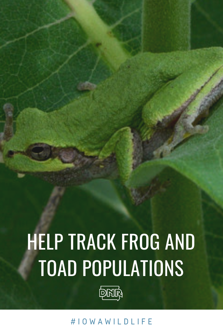 Help track Iowa frog and toad populations  |  Iowa DNR